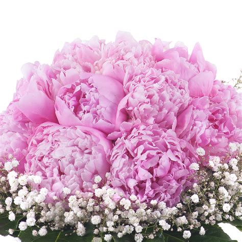 Rôzne druhy ružových kvetov