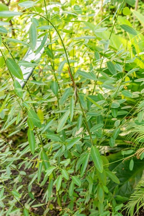 Rastlina MUSIC TREE (Desmodium motorium)