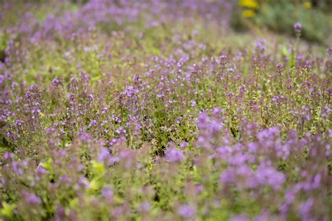 Rôzne druhy materinej dúšky