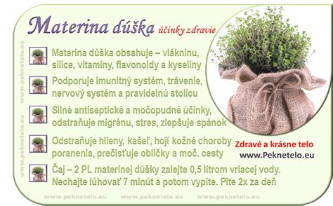 Proces rozmnožovania materinej dúšky delením