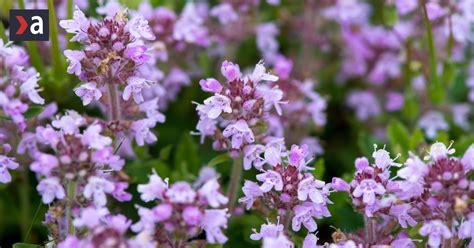 Symbol liečivej bylinky