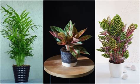 rastliny v interiéri