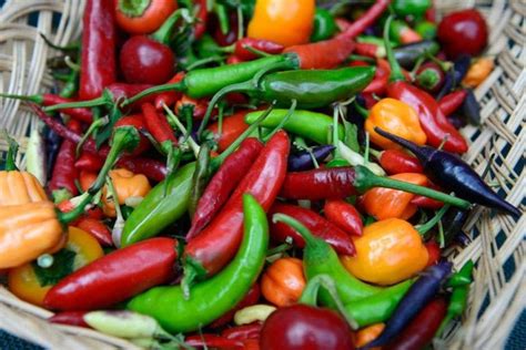 Rôzne druhy chilli papričiek v miske