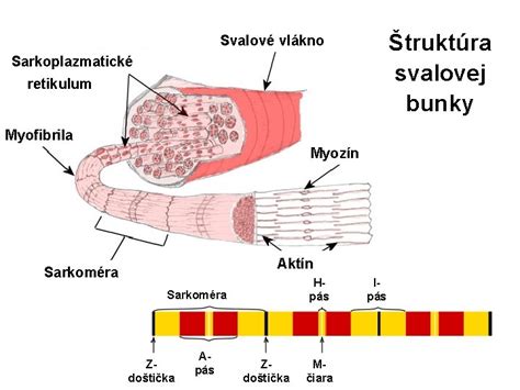Štruktúra hubového vlákna s konídiami