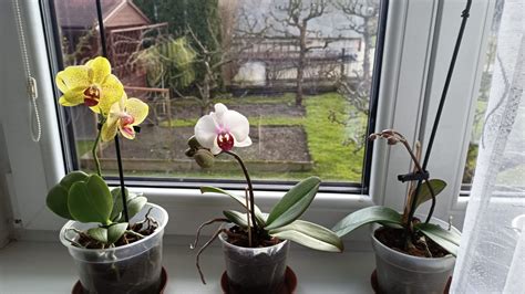 Ilustrácia optimálnej polohy orchideje na okennom parapete