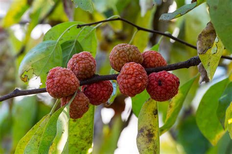 Zrelé plody Asiminy trojlaločnej