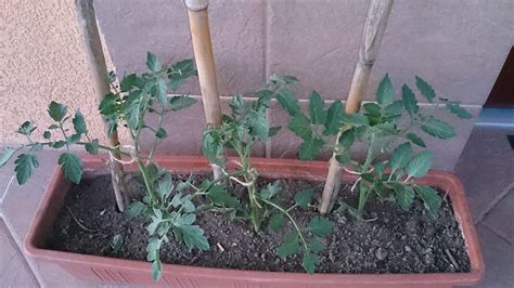 Rajčiny pestované na balkóne