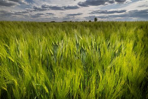 Pole s dozrievajúcou pšenicou