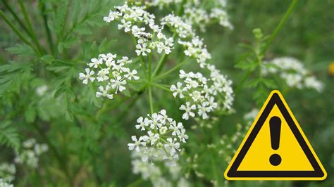 Upozornenie na jedovatú rastlinu