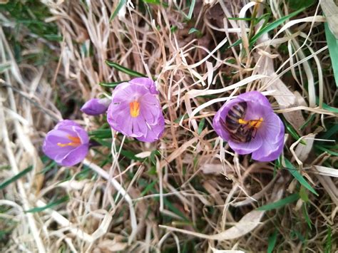 Fialové šafrany kvitnúce na jar