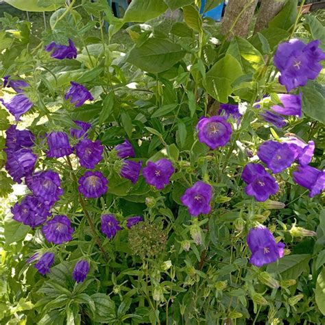 Fialové zvončeky v záhrade