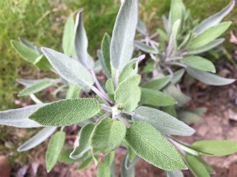 Ilustrácia rastliny šalvia lekárska