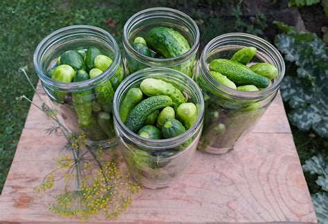 Rôzne spôsoby využitia mexickej uhorky v kuchyni