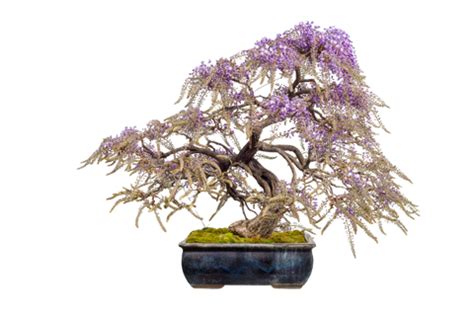 Ilustrácia bonsaja na parapete s rastlinnou lampou