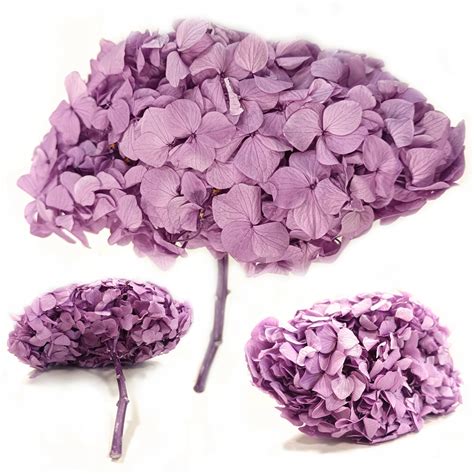 Stabilizovaná bledoružová hortenzia