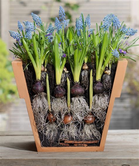 Cibuľoviny v papierových sáčkoch