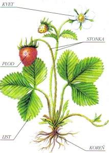 štruktúra kvetu jahody