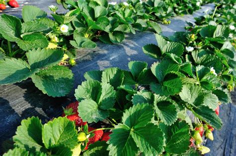 porovnanie jahody a pajahody