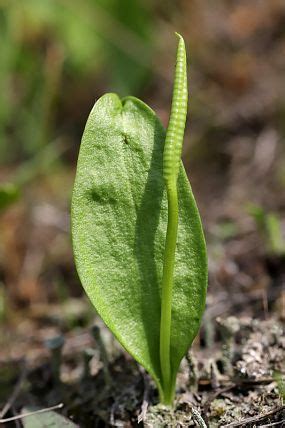 Hadí jazyk obecný (Ophioglossum vulgatum)