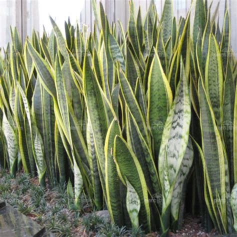 Sansevieria trifasciata ‘Laurentii’