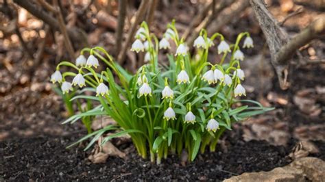 Mapa prirodzeného rozšírenia bledule jarnej