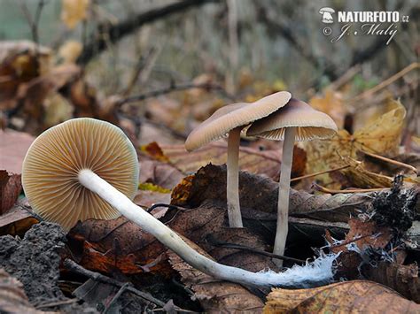 Lysohlávka česká (Psilocybe bohemica)