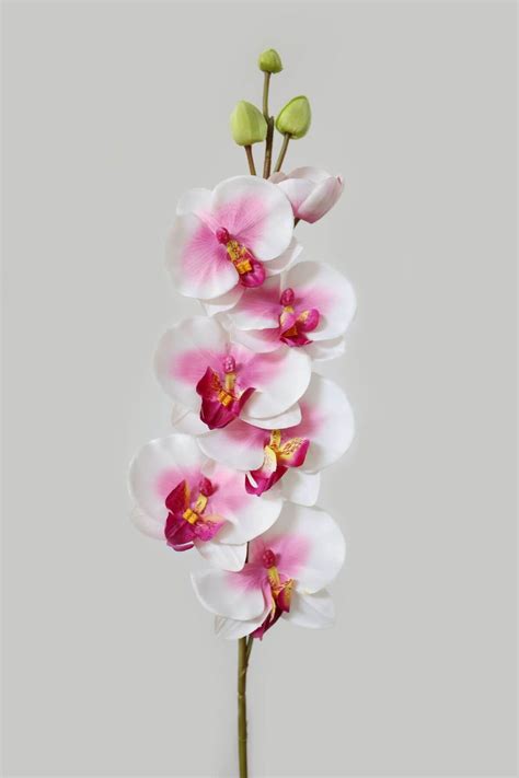 keiki na stonke orchidey
