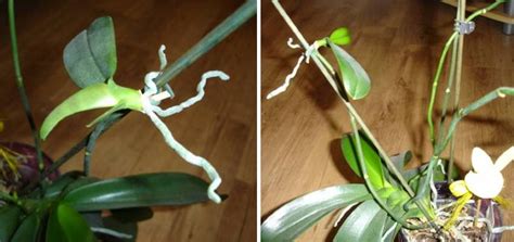 laboratórne rozmnožovanie orchideí in vitro