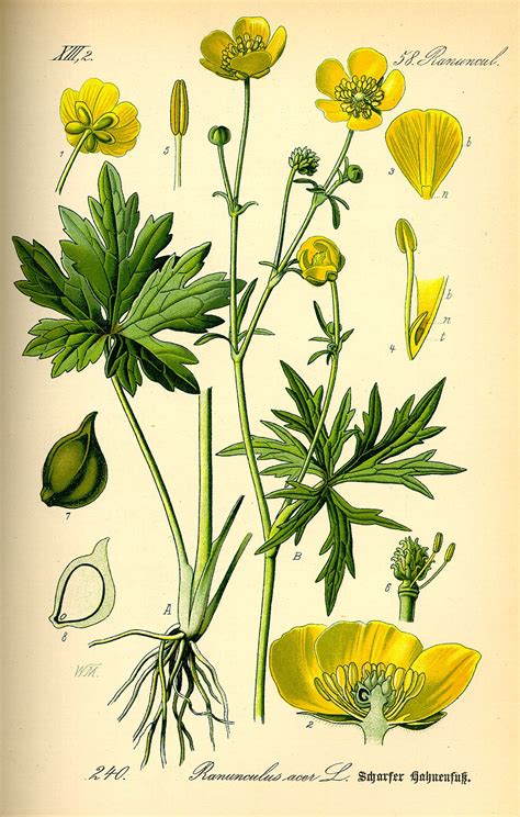 Mapa rozšírenia druhu Ranunculus acris