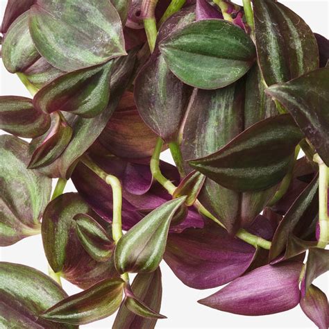 Rôzne druhy Tradescantia