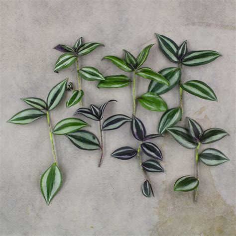 Tradescantia zebrina s detailom listov