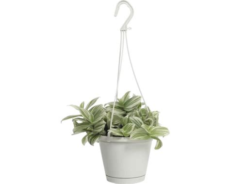 Tradescantia v závesnom kvetináči