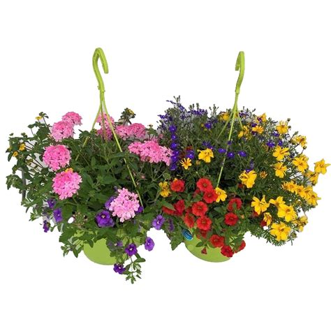 Rôzne druhy kvetov a rastlín v kvetinárstve