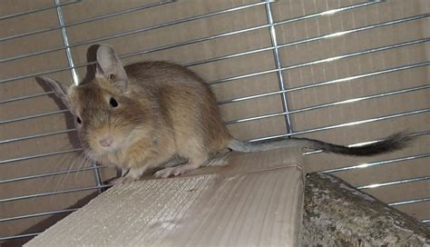 Osmák degu v klietke