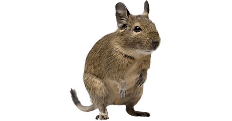 Osmák degu s otvorenými očami