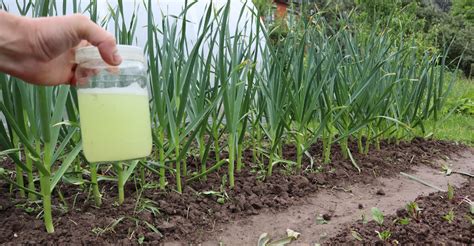 Starostlivosť o cesnak: zálievka a hnojenie