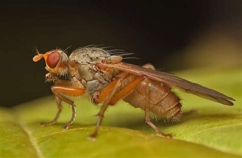 Fúzavka cesnaková - škodca cesnaku