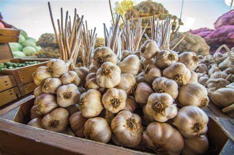 Proces sušenia cesnaku