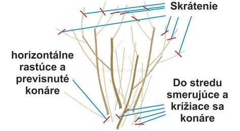 Šípky ukazujúce správne miesta na strihanie výhonov