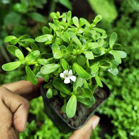 Vzhľad rastliny Bacopa Brahmi