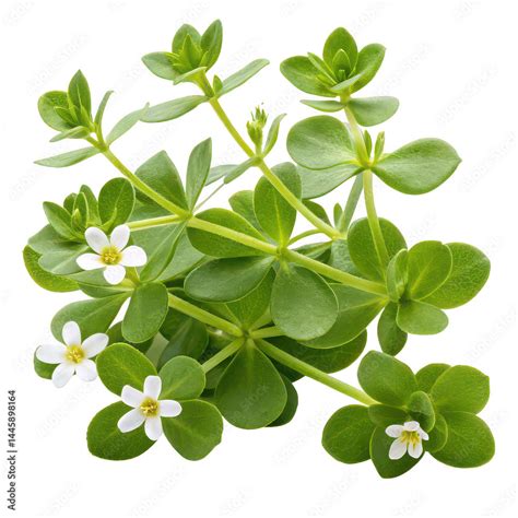 Štruktúra rastliny Bacopa monnieri