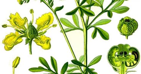 Ilustrácia bylinky Ruta voňavá