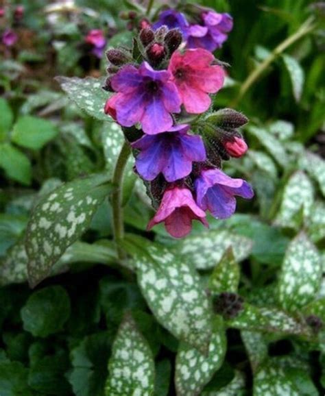 Pľúcnik lekársky s ružovými a modrými kvetmi