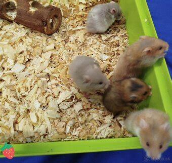 Novonarodené mláďatá škrečka