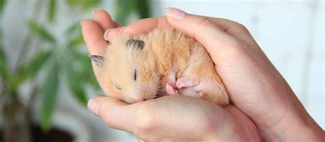 Ilustrácia rôznych druhov škrečkov