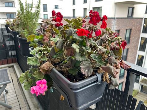 Grafika znázorňujúca optimálne teplotné pásmo pre muškáty