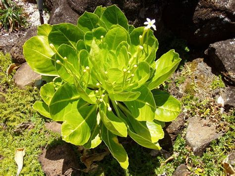 Havajská palma (Brighamia insignis)