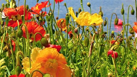 Rôzne druhy a farby okrasných makov