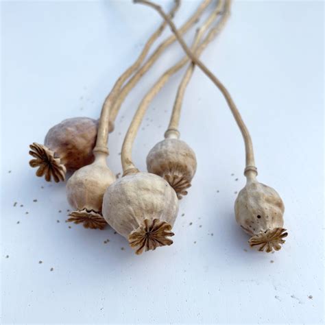 Makovice ako dekorácia