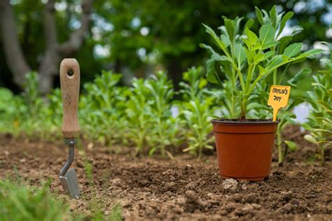 Porovnanie rastu rastlín v pôde a v hydropónii